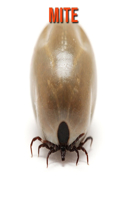 Mite