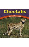 Cheetahs