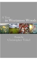 A Year In Weetamoo Woods