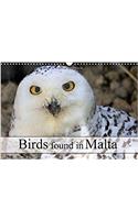 Birds Found in Malta 2018