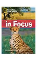 Cheetahs in Focus (Book with Multi-Rom)