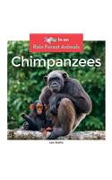 Chimpanzees