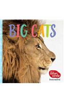 Big Cats
