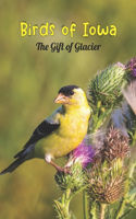 Birds of Iowa: The Gift of Glacier: The Gift of Glacier in Iowa's Birds