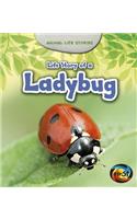Animal Life Stories Life Story of a Ladybug