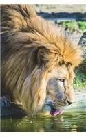 African Lion Getting a Drink of Water Journal: 150 page lined notebook/diary