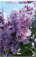 Lilacs