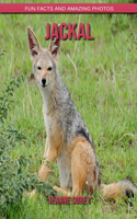 Jackal: Fun Facts and Amazing Photos