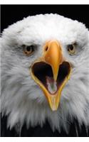 Awesome Bald Eagle Close Up Raptor Bird Journal