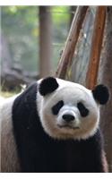 An Amazing Giant Panda Bear Journal: 150 Page Lined Notebook/Diary