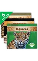 Grandes Felinos (Big Cats) (Set)