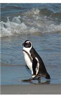 African Penguin on the Beach Journal