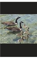 Family of Canadian Geese and Goslings Journal: 150 page lined notebook/diary