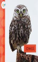 Owls