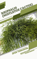 Rhipsalis (Mistletoe Cactus)