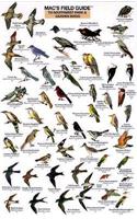 Mac's Field Guides: Southwest Park/Garden Birds