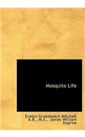 Mosquito Life