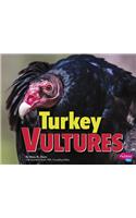 Turkey Vultures
