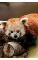 Too Cute Little Red Panda Lounging on a Tree Animal Journal