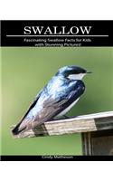 Swallow: Fascinating Swallow Facts for Kids with Stunning Pictures!