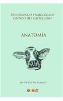 Anatomía