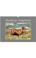 Rhodesian Ridgebacks 2018