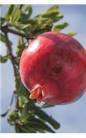 Pomegranate on a Branch Fruit Journal: 150 Page Lined Notebook/Diary: (English)