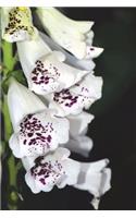 White and Burgundy Foxglove Flowers Journal: Take Notes, Write Down Memories in this 150 Page Lined Journal