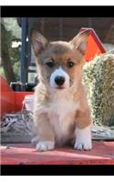 Corgi Notebook: Blank Lined Corgi Dog Journal: Adorable Corgi Puppy