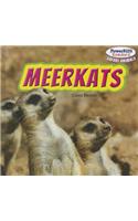 Meerkats
