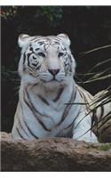 White Bengal Tiger Portrait Journal: 150 page lined notebook/diary