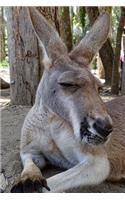Kangaroo Taking a Nap Journal: Take Notes, Write Down Memories in this 150 Page Lined Journal