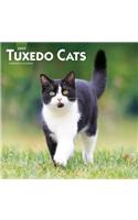 Tuxedo Cats 2020 Square