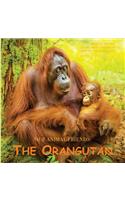 Orangutan