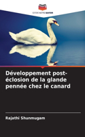 Développement post-éclosion de la glande pennée chez le canard