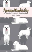 Pyrenean Mountain Dog