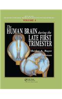 Human Brain During the Late First Trimester