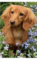 Dachshund September Notebook Dachshund Record, Log, Diary, Special Memories, To Do List, Academic Notepad, Scrapbook & More