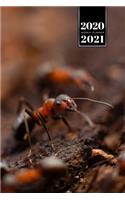 Ant Insect Myrmecology Week Planner Weekly Organizer Calendar 2020 / 2021 - Small Colony