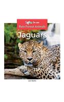 Jaguars: (Rain Forest Animals)