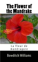 Flower of the Mandrake