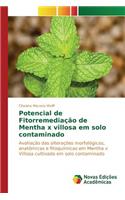 Potencial de Fitorremediação de Mentha x villosa em solo contaminado