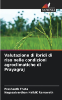 Valutazione di ibridi di riso nelle condizioni agroclimatiche di Prayagraj