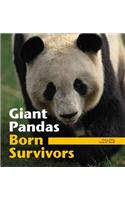 Giant Pandas