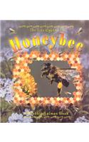 The Life Cycle of the Honeybee