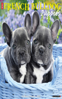 French Bulldog Puppies 2026 12 X 12 Wall Calendar