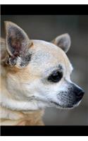 Chihuahua Notebook: Blank Lined Journal: Sweet Chihuahua