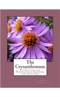 Crysanthemum