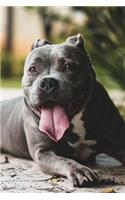 Happy Pit Bull Dog