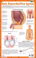 Male Reproductive System - Thick Laminated Chart